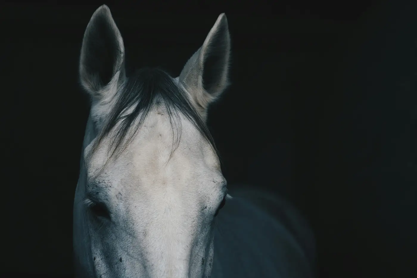 Portrait de cheval dans une lumière sombre
